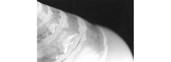 Seashell study